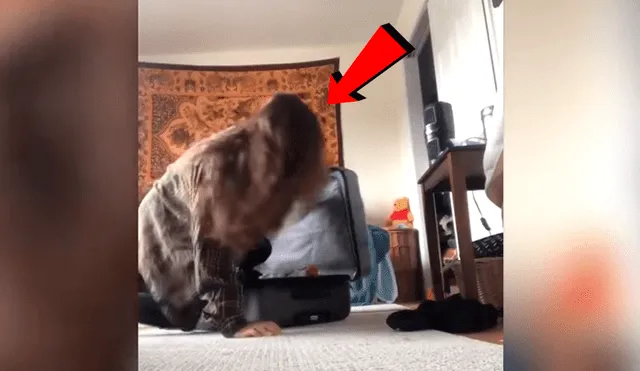 Youtube viral: Planea asustar a su novio con broma, pero su gato la ataca ferozmente y arruina su plan [VIDEO]