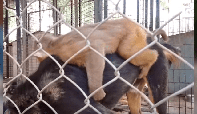 Video es viral en Facebook. Ambos animales han conmovido a miles de internautas por su increíble vínculo de amistad