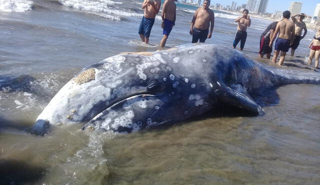Una ballena muerta de 8 metros de largo quedó varada en la playa de Mazatlán.(Foto: Noroeste)