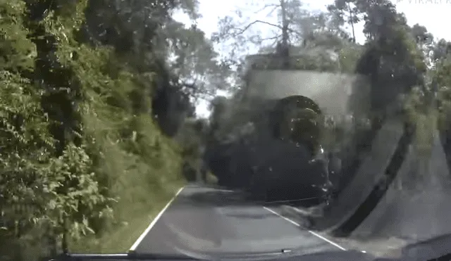 YouTube viral: conductor es sorprendido por enorme animal en medio de la carretera [VIDEO]