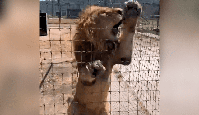 Vía YouTube: león es separado de su pareja en celo y enfurece con su amo [VIDEO]