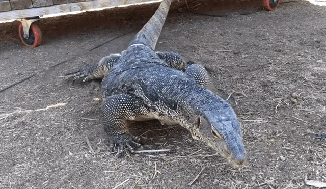 Un video muestra el momento en el que enorme reptil devora a un pequeño cerdo.