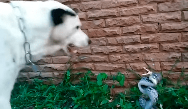 Facebook viral: perro callejero enfurece a serpiente venenosa con ladridos y sucede algo brutal [VIDEO] 