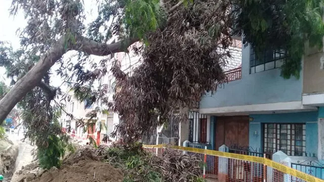 Callao: árbol cae en vivienda y casi mata a familia [VIDEO]