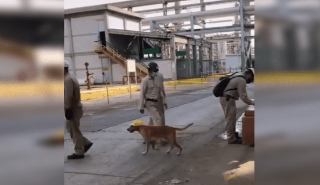 Desliza las imágenes para conocer la noble acción de unos ingenieros al integrar en su equipo a un perro. Fotocaptura: Facebook.