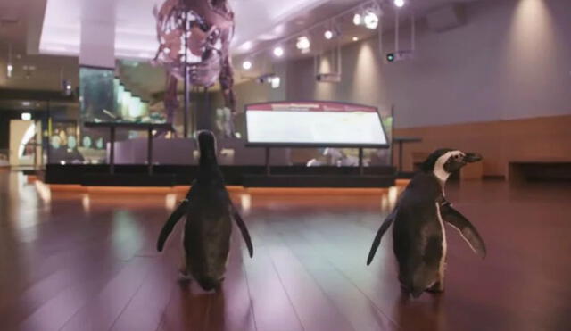 Pareja de pingüinos son captados de paseo en un museo en Chicago. Foto: Youtube