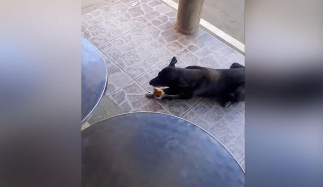 Desliza las imágenes para conocer más sobre el noble gesto de este joven hacia 'Viejito', el perro callejero que busca comida en su negocio. Foto: captura de TikTok