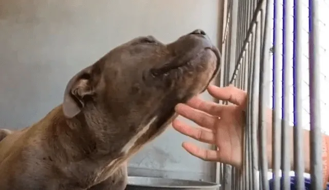 Un pitbull, llamado Cruz, que fue obligado a pelear con otros animales protagonizó una emotiva escena al recibir caricias por primera vez. Foto: Clarín