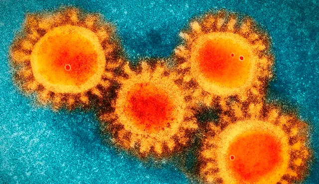 Imagen del coronavirus en microscopio electrónico. Foto: EP