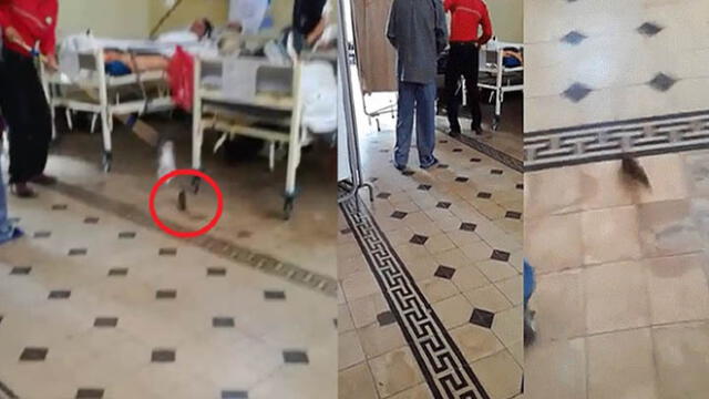 Hospital Dos de Mayo se pronuncia tras denuncia de hallazgo de ratas en sus instalaciones [VIDEO]