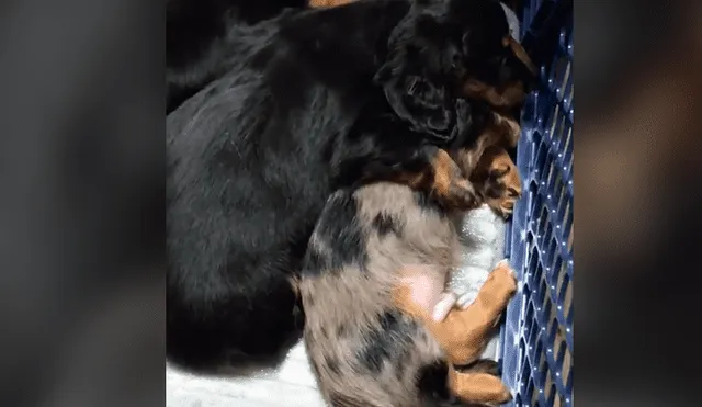 Facebook viral: perrito tenía pesadillas y su hermana lo consuela [VIDEO] 