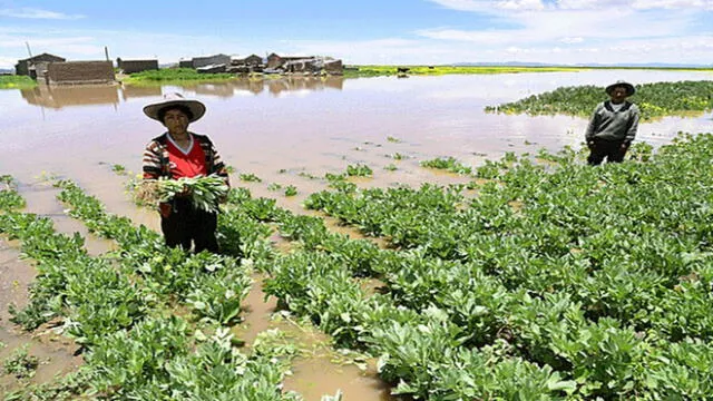 Río Collini se desborda por lluvias e inunda cultivos en Puno