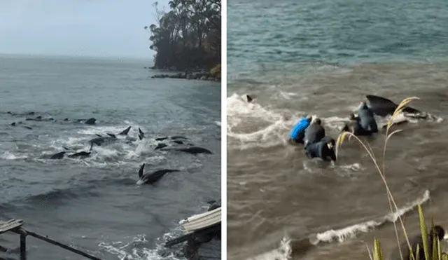 YouTube viral: así salvaron unos residentes a unas enormes ballenas varadas en la costa [VIDEO]