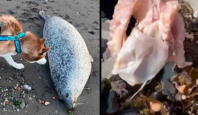 En la costa de la península rusa de Kamchatka se halló cadáveres de focas, pulpos y erizos de mar. Foto: Composición / Snowave