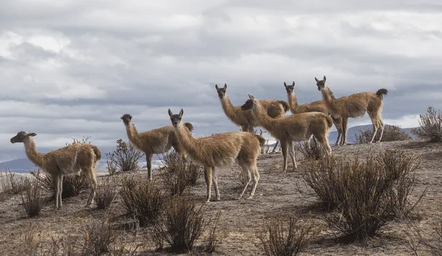 Los últimos guanacos del Perú