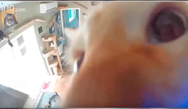 Uno de los felinos descubrió la cámara instalada en una de las locaciones y protagonizó un divertido episodio que se ha hecho viral en YouTube