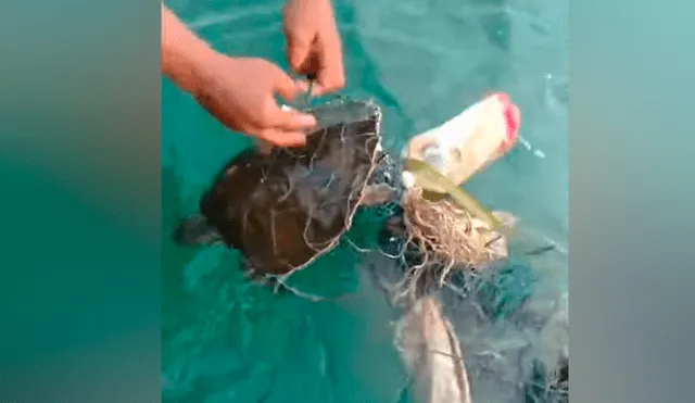 Pescadores sacan tortuga moribunda atascada entre cientos de redes, la liberan y sucede algo conmovedor [VIDEO] 