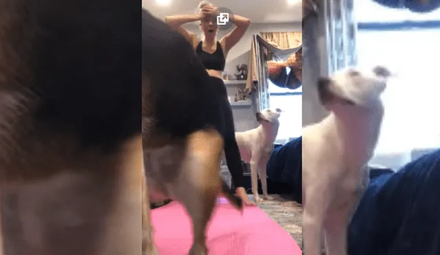 Video es viral en TikTok. La mujer se preparaba frente a la cámara para empezar sus ejercicios, cuando su perro apareció intempestivamente y la hizo pasar un bochornoso momento.