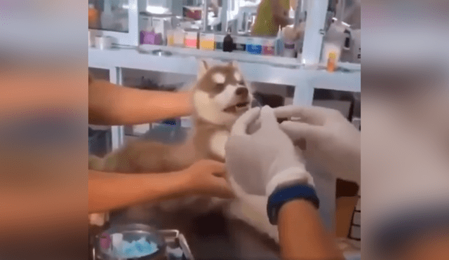 Desliza las imágenes para conocer el inesperado comportamiento de un perro cuando le colocan una inyección. Foto: Captura.