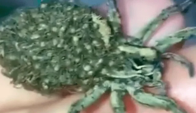 Facebook viral: graban a enorme tarántula llevando a sus cientos de crías a su nido [VIDEO]