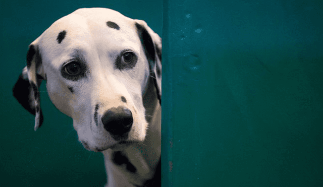 Científicos descifran el porqué de la mirada enternecedora de los perros