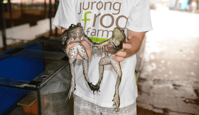 Serfor: impulsa campaña “no consumas ranas en jugos o extractos” 