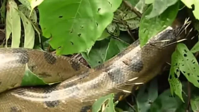 YouTube viral: puercoespín se 'venga' de anaconda que se lo quiso comer [VIDEO]