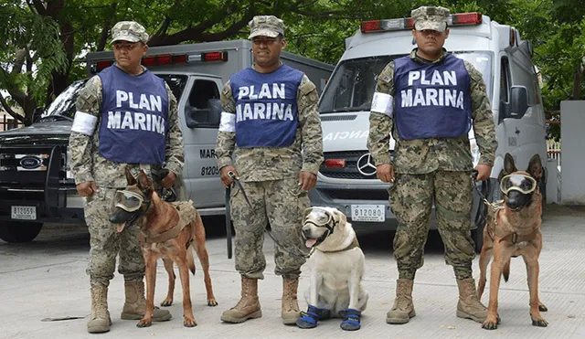 Terremoto en México: Perros rescatistas, los héroes de cuatro patas que conmueven las redes [VIDEOS]