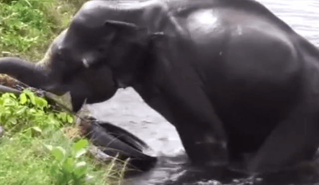 YouTube: pobladores usaron una 'escalera' de llantas para salvar a un elefante atrapado en un canal [VIDEO]