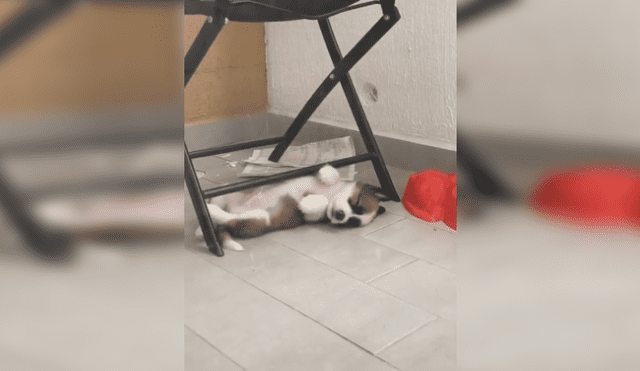 Desliza las imágenes para observar la acción de un perro al preferir dormir en el suelo que en su cama nueva. Foto: Captura.