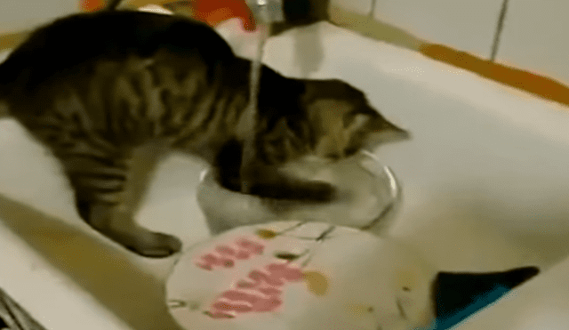 YouTube viral: Joven llega a su casa y descubre a gato realizando la limpieza del hogar [VIDEO]