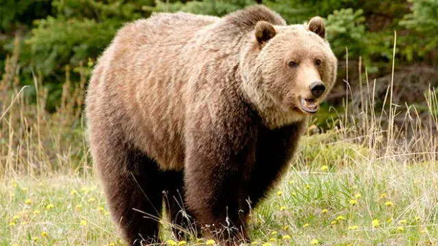 El hombre dijo estar "furioso" pues pensó que el oso lo iba a comer. Fuente: foto referencial.
