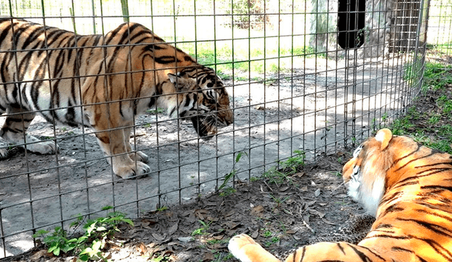 YouTube viral: entrenadora le enseña muñeco de tigre a felino enjaulado y este tiene furiosa reacción