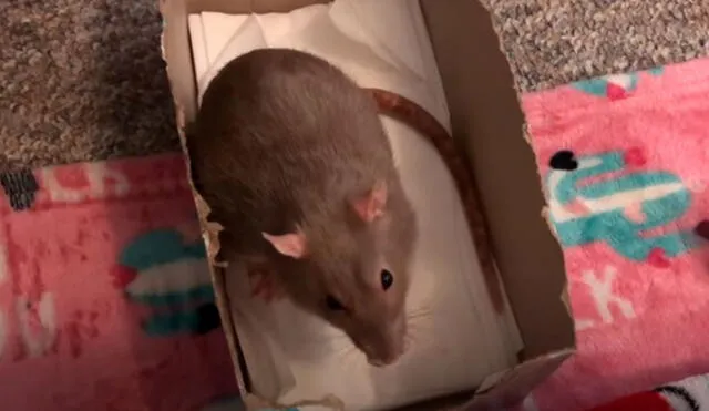 Desliza las imágenes para conocer la reacción de una rata rescatada al sentir el olor de unas almendras. Foto: Captura de YouTube