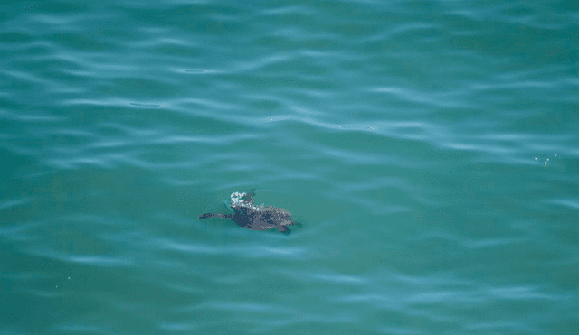 Las tortugas fueron avistadas desde Barranco.