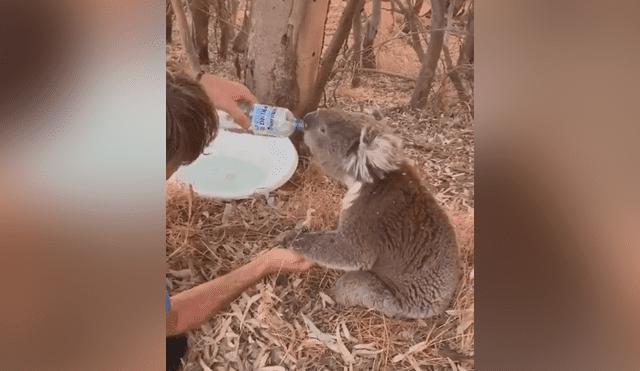 YouTube viral: felicitan a hombre que le dio agua a koala sediento víctima de la ola de calor [VIDEO]