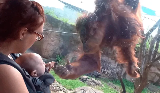 Facebook viral: orangután conoce a bebé por primera vez y conmueve a miles con su reacción [VIDEO]