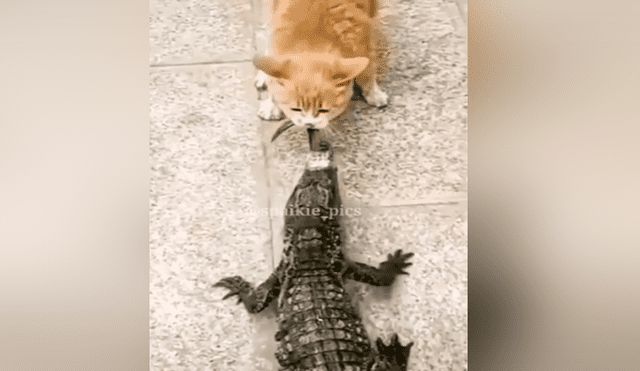 A través de Facebook se hizo viral este curioso enfrentamiento entre un gato y un cocodrilo por un poco de comida.