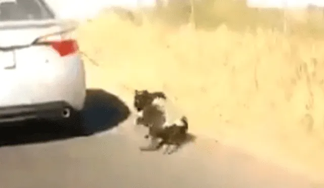 Graban a mujer arrastrando a perrito desde un carro en marcha [VIDEO]