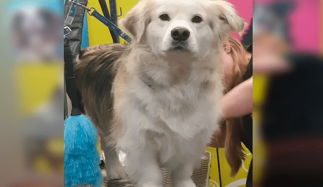 En Facebook, un perro lanzó una mirada furiosa a su dueño por haberle mentido y llevarlo al veterinario.