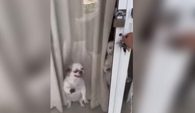Desliza hacia la izquierda para ver más imágenes del emotivo comportamiento de dos canes al ver llegar a su dueño. Foto: captura de TikTok