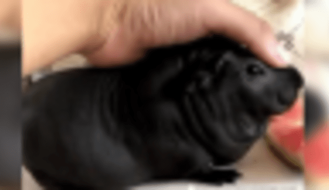 Facebook viral: Chico adoptó 'cachorro' pensando que era un perro pero estaba muy equivocado [VIDEO]