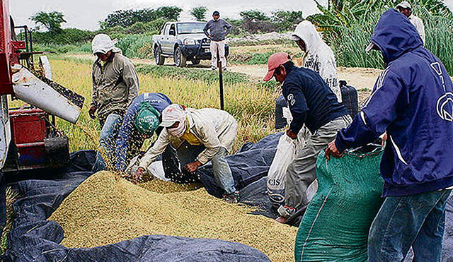 Lambayeque: Proyectan cosechar más de 25 mil toneladas de arroz en valle Chancay 