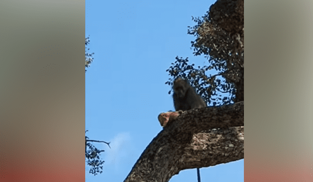 Desliza hacia la izquierda para ver la épica escena de un babuino cargando a un león. Viral en YouTube.