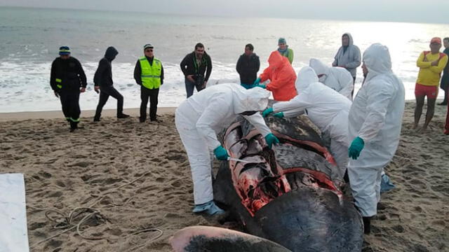 Murió ballena que se varó en la playa Santa Rosa [FOTOS]