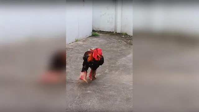 Vía Facebook: dueños encuentran a su gallo en divertida situación y miles se carcajean [VIDEO]