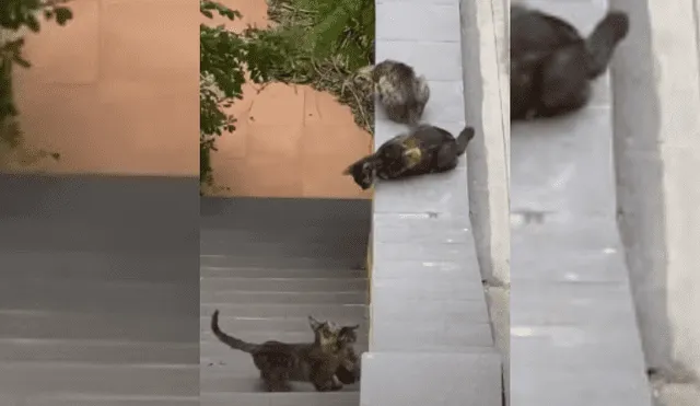 Video es viral en Facebook. Familia de gatos protagonizó una singular escena al tratar de ayudar al más pequeño de sus integrantes, que se había quedado varado en unas escaleras.