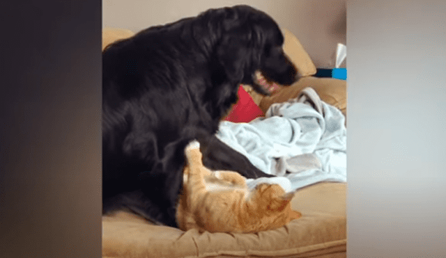 Desliza las imágenes para conocer el emotivo momento que protagonizaron un perro junto a un gato.