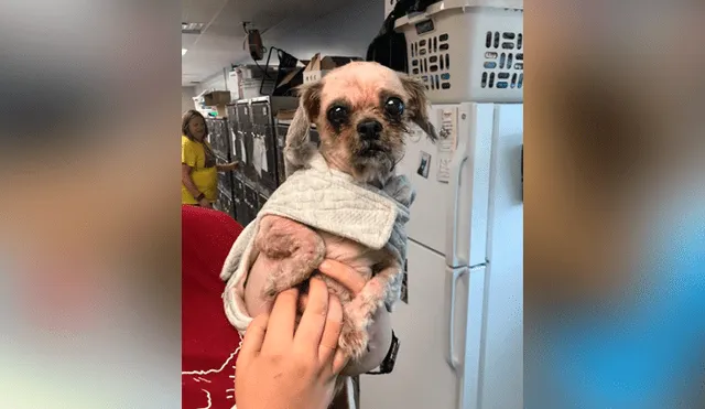 Facebook viral: perro callejero con abundante pelo es rescatado y su sorprende cambio de ‘look’ emociona a miles