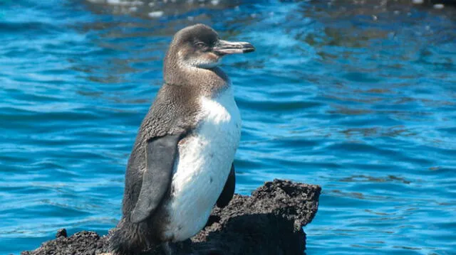 Pingüino de las Galápagos, una de las especies que habita en la isla ecuatoriana. Foto: Difusión